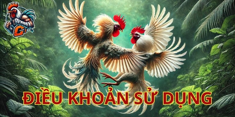 Điều khoản và điều kiện 